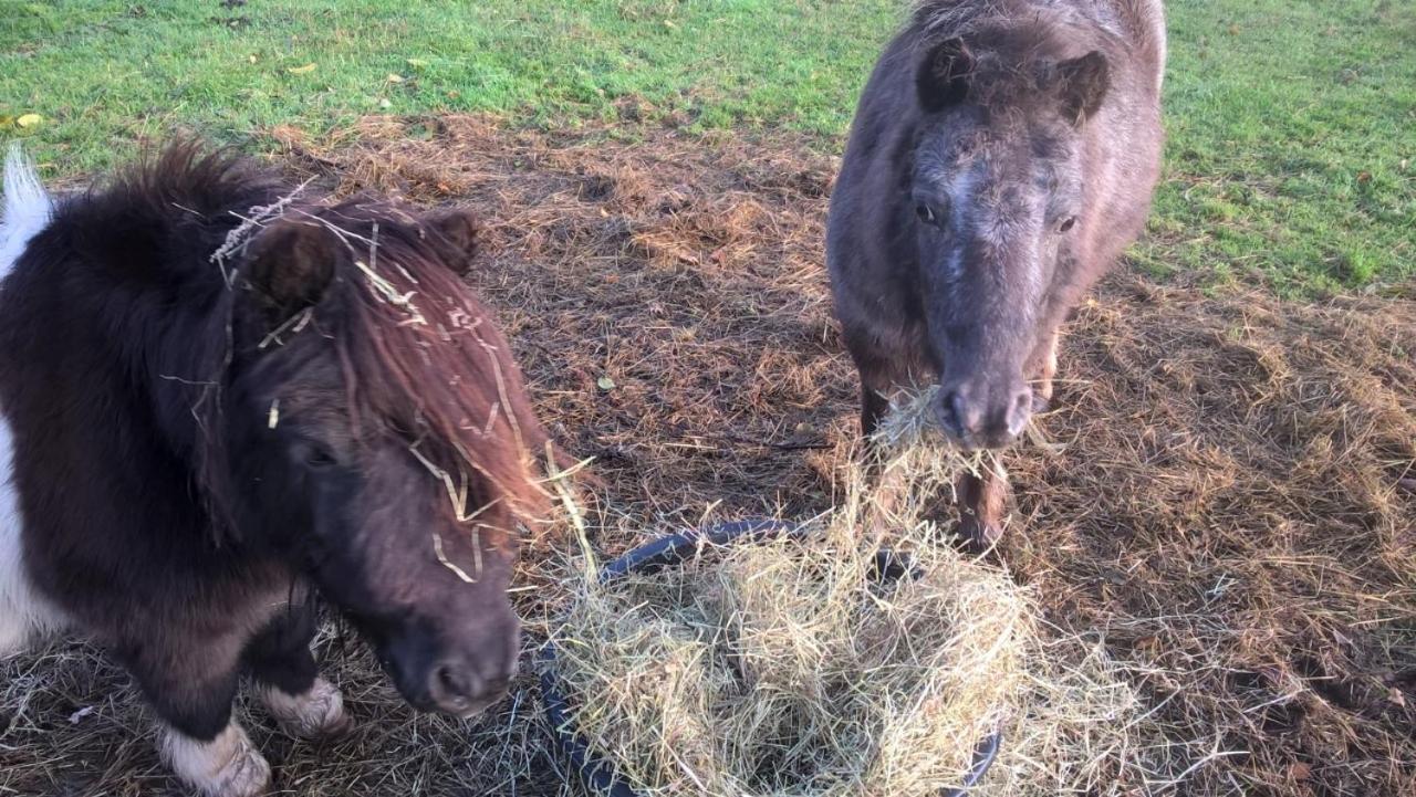 Pipowagen Lidewei Groningen Westerwolde Unieke Ligging Met Eigen Tuin En Vrij Uitzicht Over Veld Naar Natuurgebied Onstwedde Luaran gambar